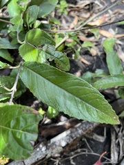 Oligactis sessiliflora