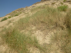 Elymus athericus