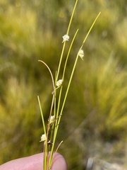 Ficinia minutiflora