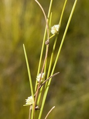 Ficinia minutiflora