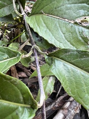 Oligactis sessiliflora