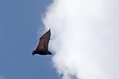 Pteropus