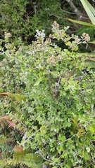 Helichrysum lanceolatum