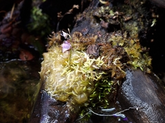 Utricularia graminifolia