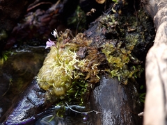 Utricularia graminifolia
