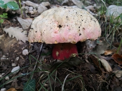 Rubroboletus