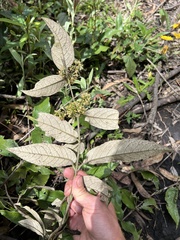 Oligactis sessiliflora