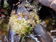 Utricularia graminifolia