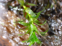 Elodea nuttallii