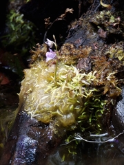Utricularia graminifolia