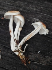 Rhodocollybia maculata image