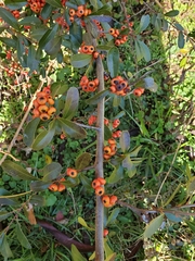 Pyracantha koidzumii