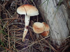 Rhodocollybia maculata image
