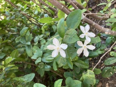 Wrightia antidysenterica