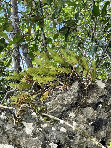 Cylindrolobus aporoides observed 2022-09-20
