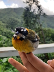 Spindalis portoricensis