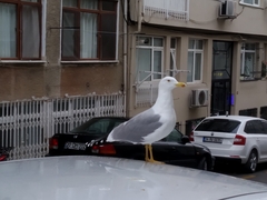 Larus michahellis