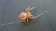Araniella