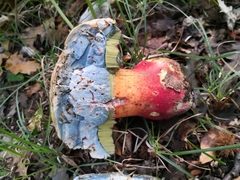 Rubroboletus