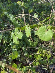 Vitis rotundifolia