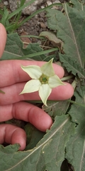 Jaborosa runcinata