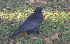 Corvus frugilegus