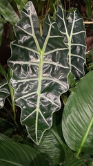 Alocasia amazonica