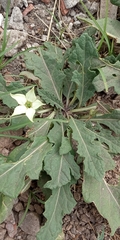Jaborosa runcinata