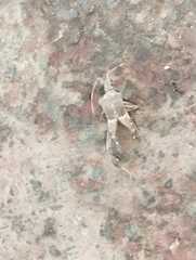 Leptoglossus zonatus