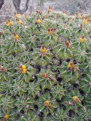 Ferocactus robustus