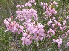 Erica irregularis