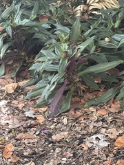 Alternanthera brasiliana
