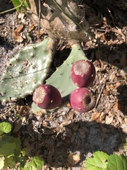 Opuntia stricta