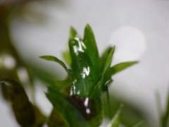 Elodea nuttallii