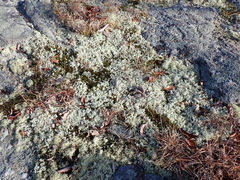 Cladonia submitis