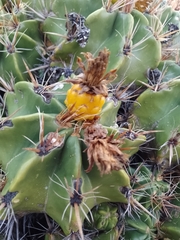 Ferocactus robustus