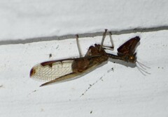 Dicromantispa interrupta