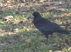Corvus frugilegus