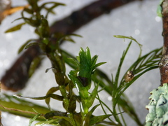 Elodea nuttallii