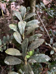 Ilex pernervata