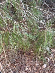 Pinus clausa