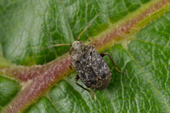 Charagochilus gyllenhalii