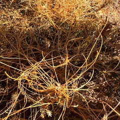 Cuscuta campestris