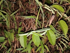 Ahaetulla