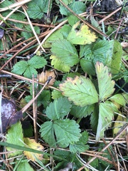Fragaria