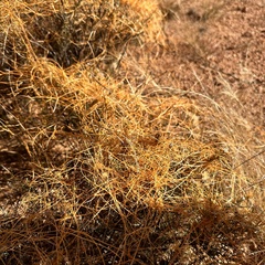 Cuscuta campestris