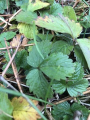 Fragaria