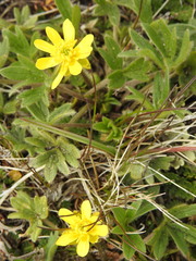 Ranunculus peduncularis