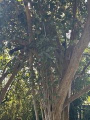 Ficus benghalensis