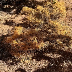 Cuscuta campestris